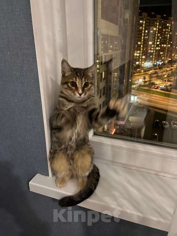 Кошки в Москве: Забавная кошечка Девочка, Бесплатно - фото 2