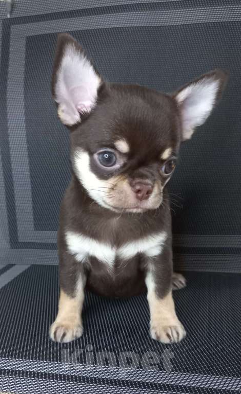 Собаки в Новосибирске: Шоколадный Босс Мальчик, Бесплатно - фото 3