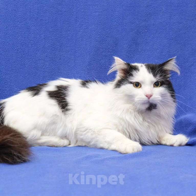 Кошки в Москве: Ласковый пушистый котик в добрые руки  Мальчик, Бесплатно - фото 4