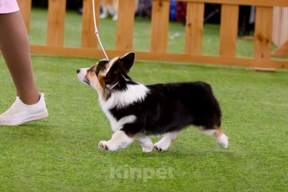 Собаки в Москве: Триша Девочка, 50 000 руб. - фото 3