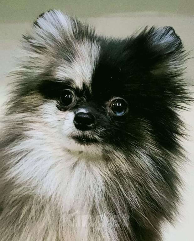 Собаки в Новокузнецке: Мальчик - Померанчик! Мальчик, 30 000 руб. - фото 2