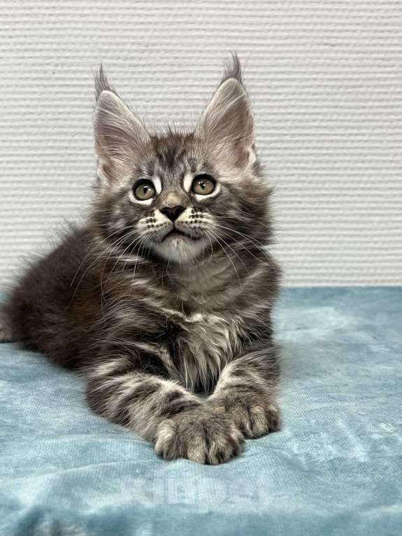 Кошки в Москве: Мейн-кун мальчик  Мальчик, 30 000 руб. - фото 5