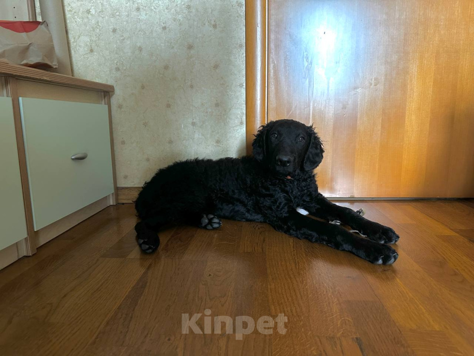 Собаки в Королеве: Срочно в связи с острой аллергией у хозяина Мальчик, Бесплатно - фото 2