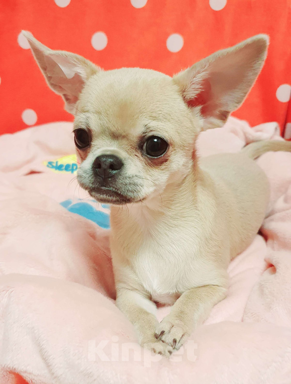 Собаки в Москве: Щенки чихуахуа Девочка, 30 000 руб. - фото 7