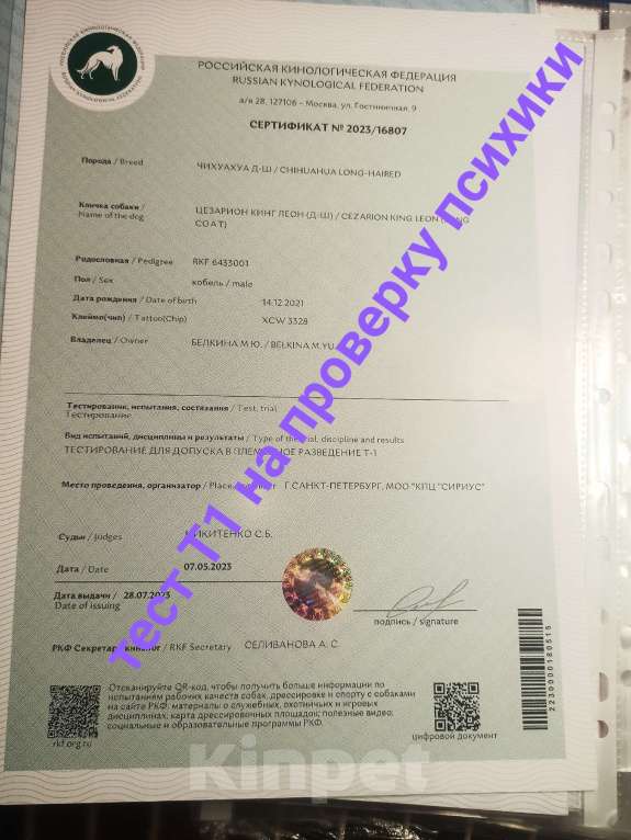 Собаки в Санкт-Петербурге: Енисей чихуахуа шоколадного окраса Мальчик, 70 000 руб. - фото 5