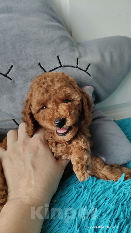 Собаки в Мытищах: Миниатюрный пудель Анто Мальчик, 130 000 руб. - фото 2