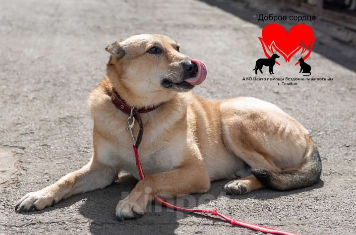 Собаки в Тамбове: Август  Мальчик, Бесплатно - фото 2