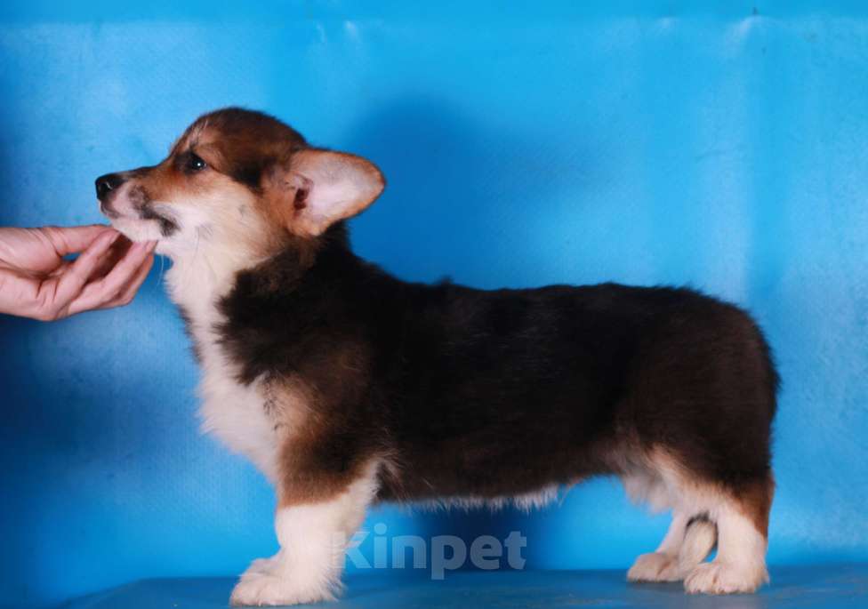 Собаки в Москве: вельш корги пемброк щенки Мальчик, 90 000 руб. - фото 4