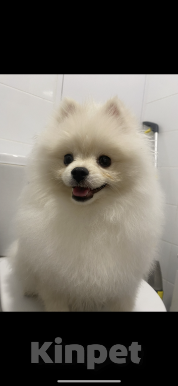 Собаки в Апрелевке: Мини шпиц Микки Мальчик, 15 000 руб. - фото 2