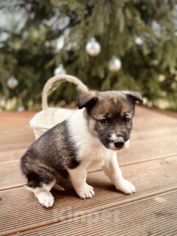Собаки в Москве: Топтыш ищет семью  Мальчик, Бесплатно - фото 5