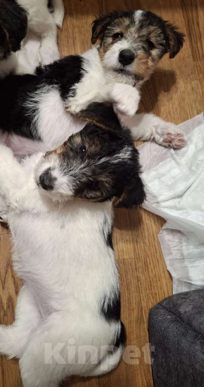 Собаки в Благовещенске: Продаются  щенки жесткошёрстного фокстерьера Девочка, 35 000 руб. - фото 3