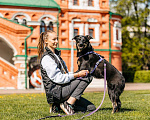 Собаки в Москве: Собака в добрые руки. Собака ищет дом. Девочка, Бесплатно - фото 5
