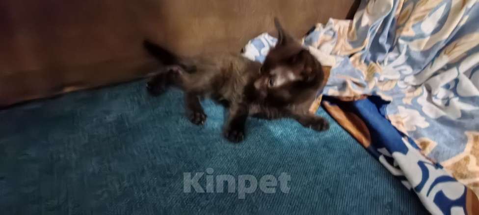 Кошки в Омске: Малький котенок  Мальчик, Бесплатно - фото 1