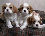 Собаки в Москве: Кавалер Кинг Чарльз спаниель щеночки.  Девочка, 110 000 руб. - фото 4