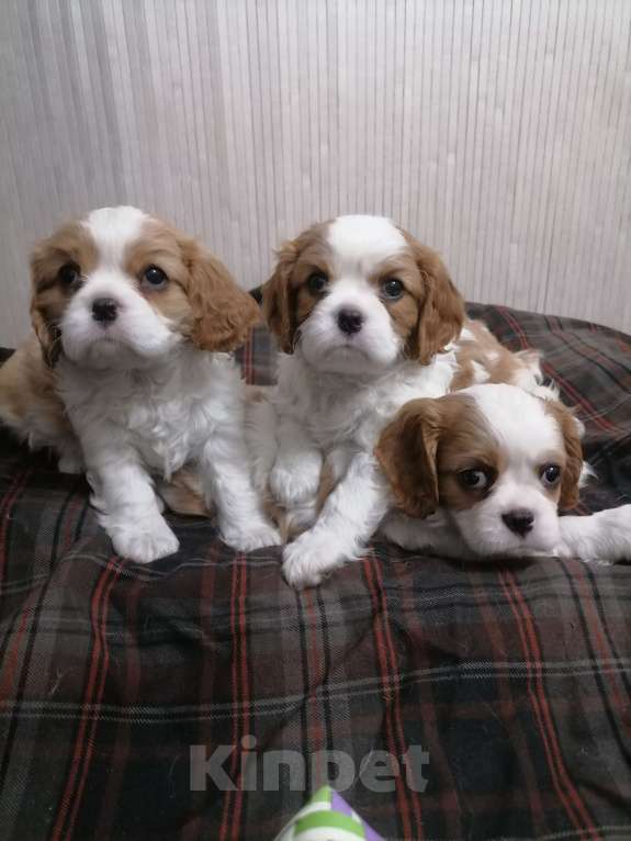 Собаки в Москве: Кавалер Кинг Чарльз спаниель щеночки.  Девочка, 110 000 руб. - фото 4