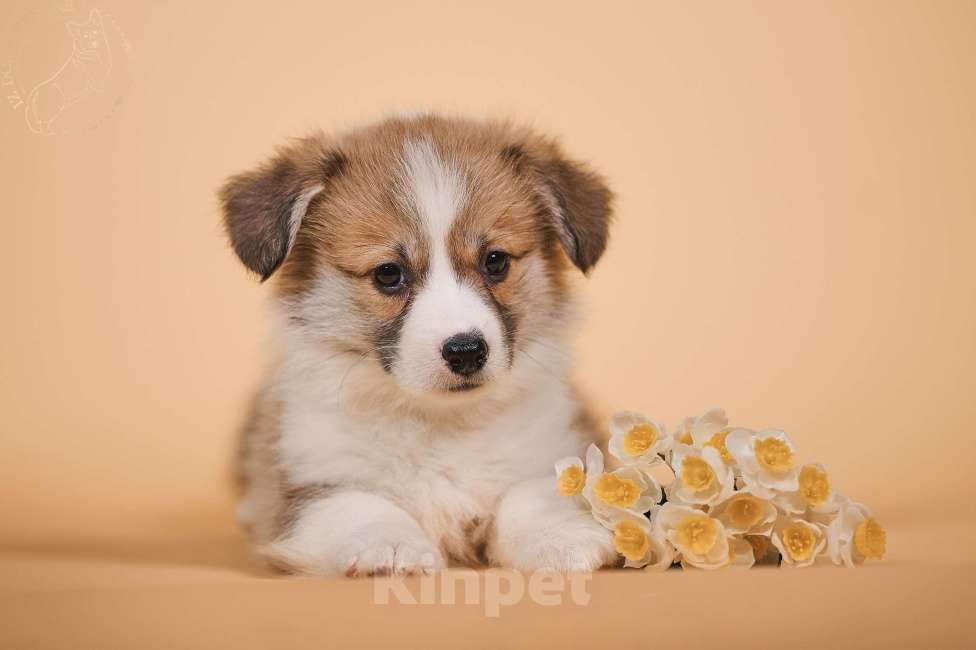 Собаки в других городах Московской области: Щенки вельш корги пемброк Девочка, 90 000 руб. - фото 4