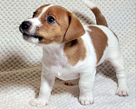 Собаки в Москве: Мальчик Джек Рассел терьера Мальчик, 45 000 руб. - фото 1