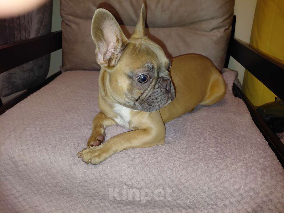 Собаки в Воронеже: Щенок французкого бульдога Мальчик, 20 000 руб. - фото 4