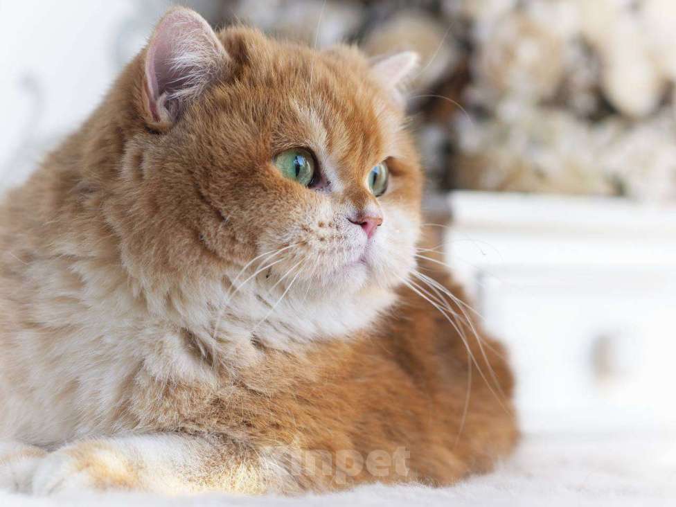 Кошки в Москве: Кошечка британская для разведения  Девочка, 100 000 руб. - фото 1