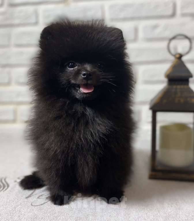 Собаки в Москве: Померанский шпиц  Девочка, 40 000 руб. - фото 8