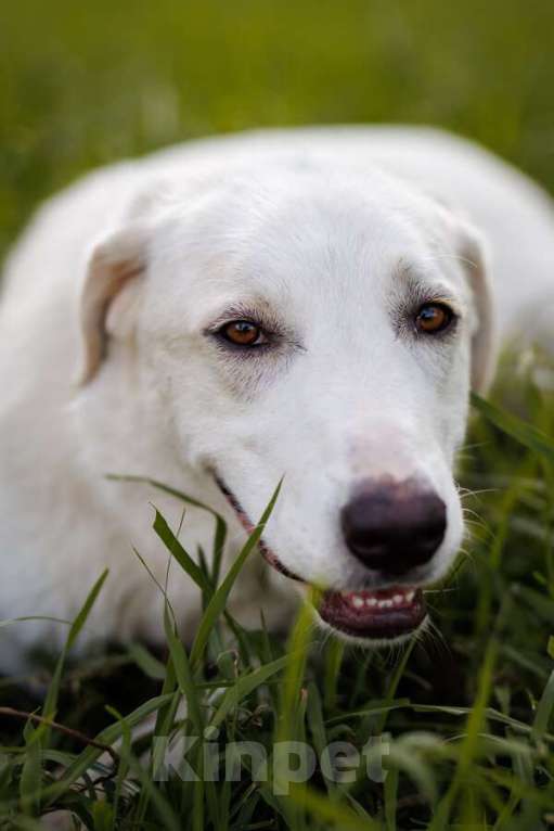 Собаки в Москве: Чудесный пес Беляш ищет семью. Мальчик, Бесплатно - фото 3