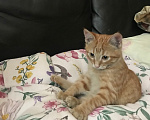 Кошки в Ростове-на-Дону: Котята. Мальчик и девочка. Девочка, Бесплатно - фото 8