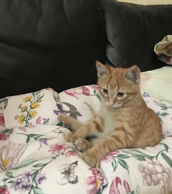 Кошки в Ростове-на-Дону: Котята. Мальчик и девочка. Девочка, Бесплатно - фото 8