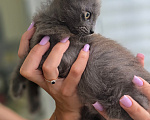Кошки в Краснодаре: Котёнок-девочка в добрые руки Девочка, Бесплатно - фото 2