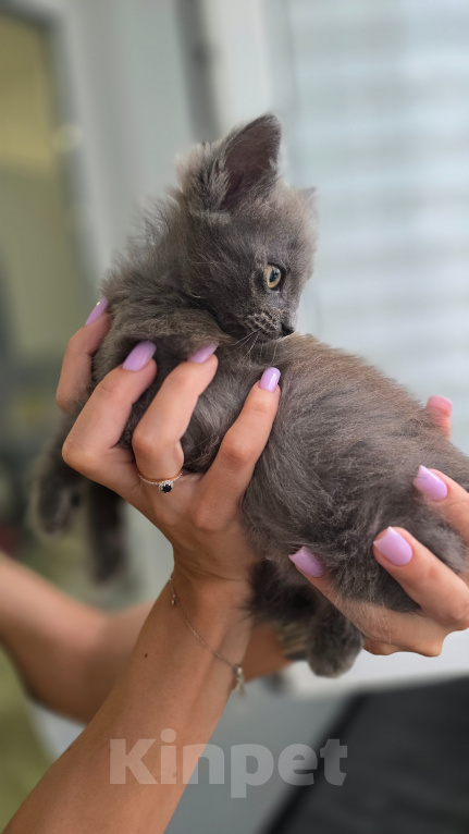Кошки в Краснодаре: Котёнок-девочка в добрые руки Девочка, Бесплатно - фото 2