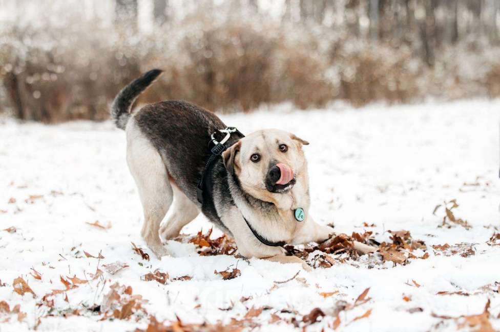 Собаки в Москве: Харизматичный Винсент ищет дом Мальчик, Бесплатно - фото 2