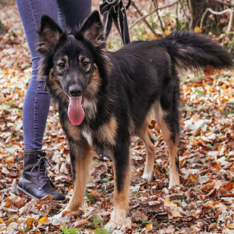 Собаки в Москве: Ролекс Мальчик, Бесплатно - фото 3