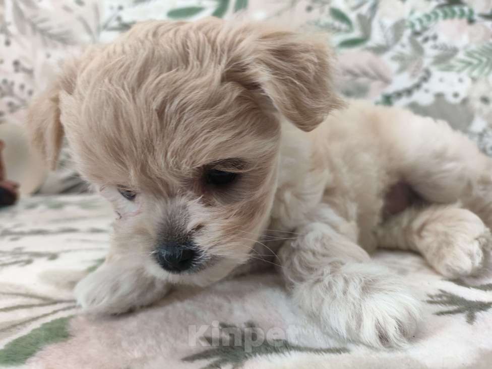 Собаки в Королеве: Манюня Девочка, Бесплатно - фото 2