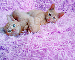 Кошки в Санкт-Петербурге: Два рыжих солнечных котенка - девочка и мальчик Мальчик, 200 руб. - фото 4
