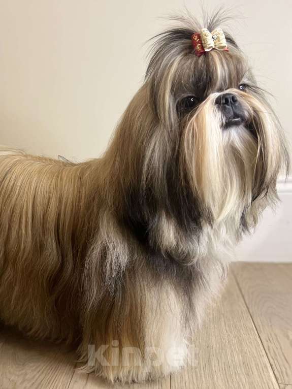 Собаки в Химках: Красивый кобель  Мальчик, Бесплатно - фото 1