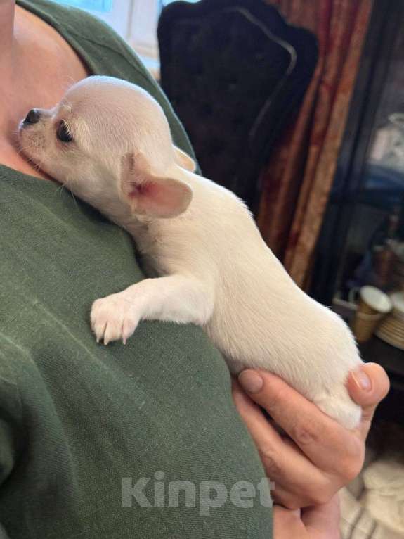 Собаки в других городах Московской области: Продам мини-мини чихуахуа Девочка, 70 000 руб. - фото 3