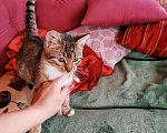 Кошки в Тамбове: Котенок девочка Девочка, Бесплатно - фото 7