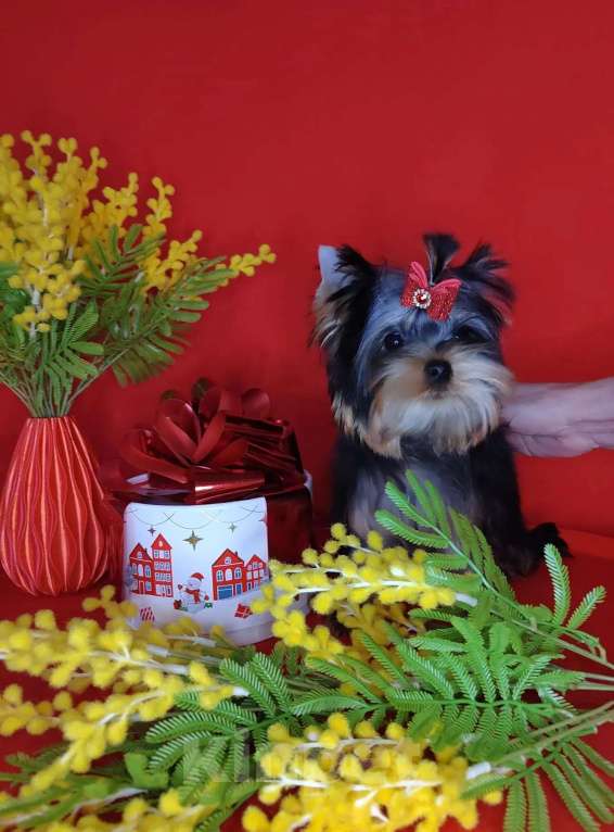 Собаки в Москве: Йоркширский терьер Девочка, 120 000 руб. - фото 4