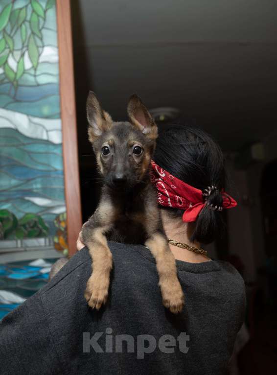 Собаки в Москве: Я Марсик - мечта Мальчик, Бесплатно - фото 1