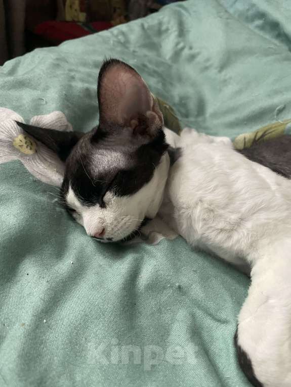 Кошки в Москве: Замечательная девочка Девон рекс Девочка, 20 000 руб. - фото 1