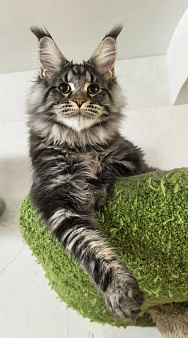 Мейн Кун котенок