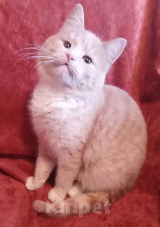 Кошки в Москве: Кремовый шотландский котик  Мальчик, Бесплатно - фото 2