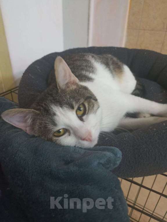 Кошки в Мурином: Ищем дом для умной, любознательной и невероятно живой кошечки! Девочка, Бесплатно - фото 2