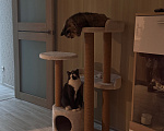 Кошки в Москве: Кошка девочка 2 года Девочка, Бесплатно - фото 3