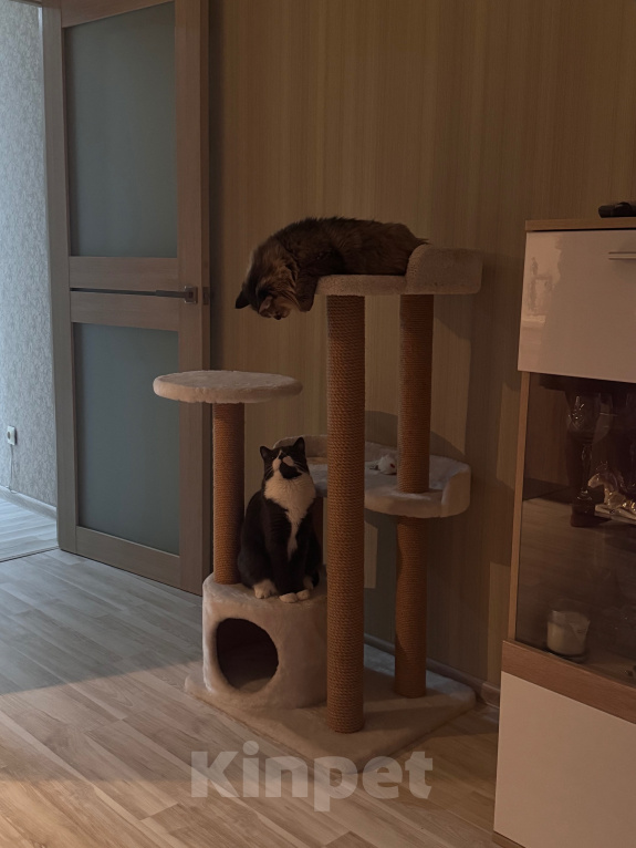 Кошки в Москве: Кошка девочка 2 года Девочка, Бесплатно - фото 3