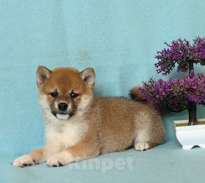 Собаки в Москве: Сиба ину. Щенки разных окрасов. Мальчик, 50 000 руб. - фото 1