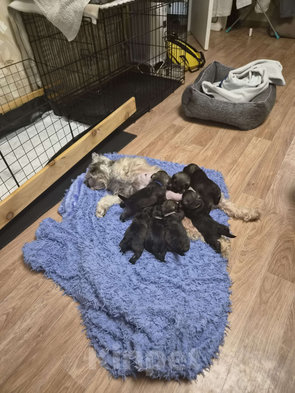 Собаки в Воронеже: Щенки цвергшнауцера перец с солью Разнополые, 70 000 руб. - фото 9