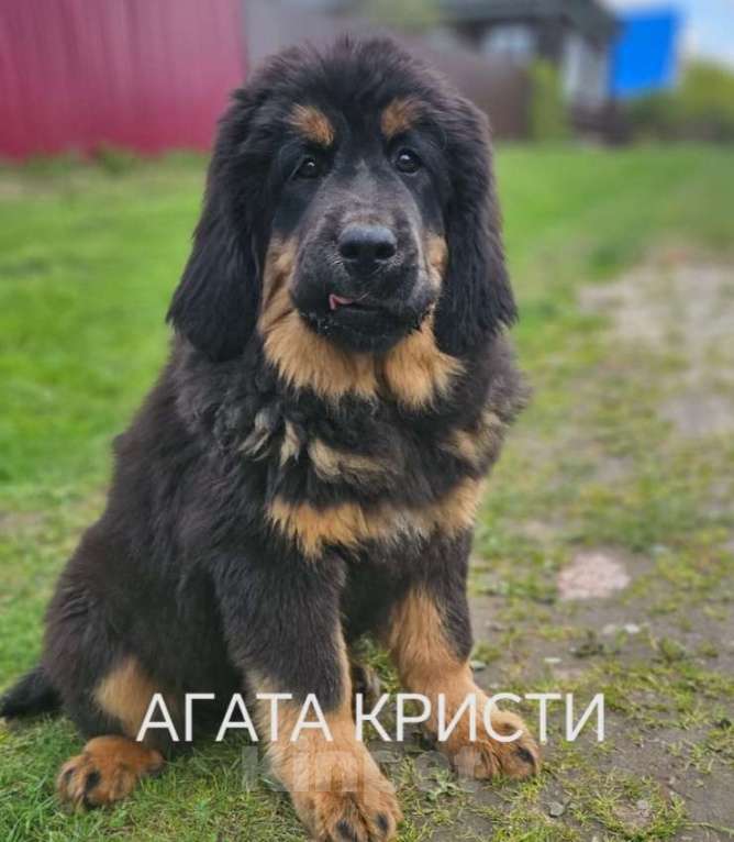 Собаки в Владимире: Тибетский мастиф Девочка, 50 000 руб. - фото 1