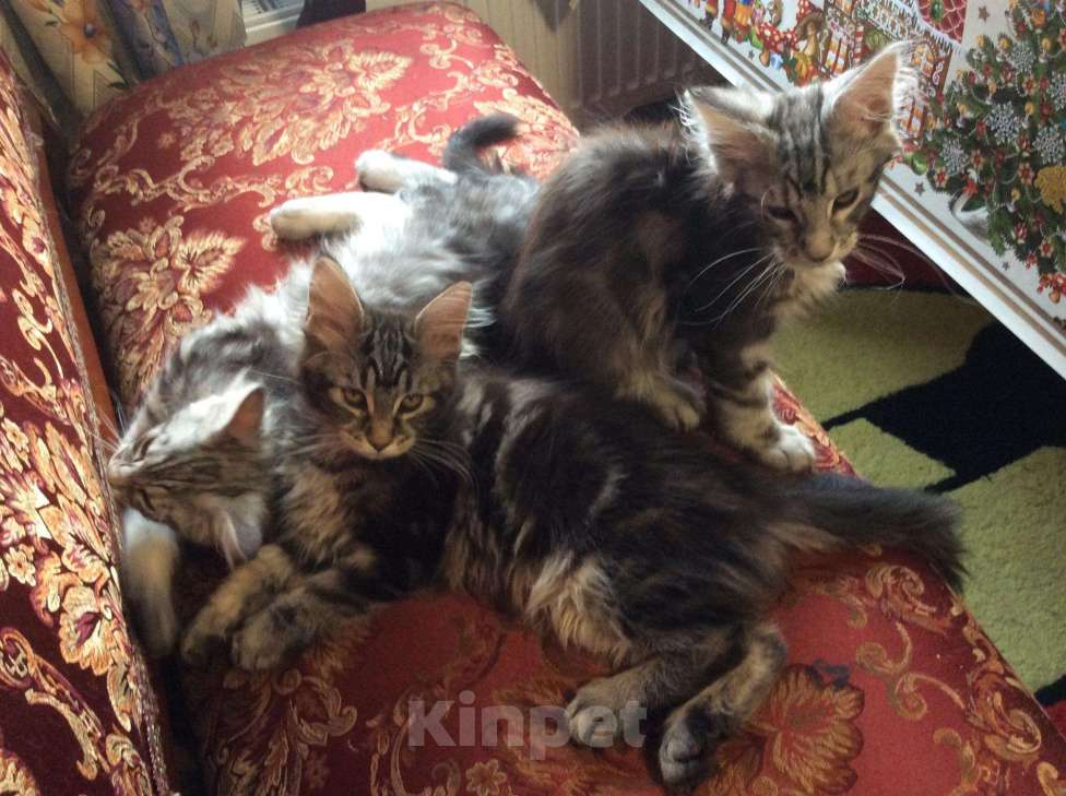 Кошки в Кувшиново: Котята мейн кун, 10 000 руб. - фото 1