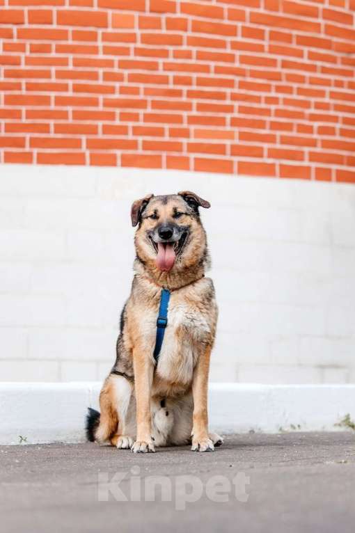 Собаки в Москве: Бро - ваш будущий лучший Друг! В добрые руки Мальчик, Бесплатно - фото 4