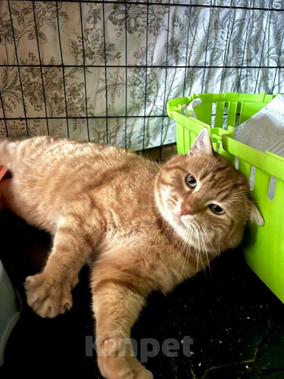 Кошки в Санкт-Петербурге: Рыжик - роскошный ласковый котик Мальчик, Бесплатно - фото 1